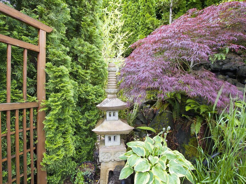 Tradiční japonské rostliny pro zenovou zahradu